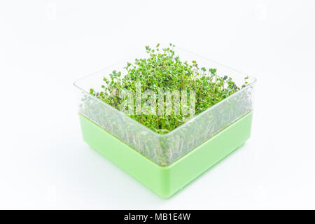 Bright green crop of microgreen sprouts on a white background Stock Photo