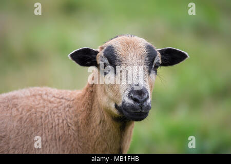west african sheep
