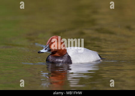 Common pochard (Aythya ferina) male / drake in breeding plumage swimming in pond in spring Stock Photo