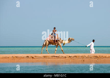 Aegypten, Kafr el Gouna, Mövenpick Resort & Spa, Dromedar am Strand Stock Photo