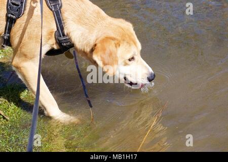 Cyprus Rescue dogs now in the UK enjoying life outdoors in the spring sunshine Stock Photo