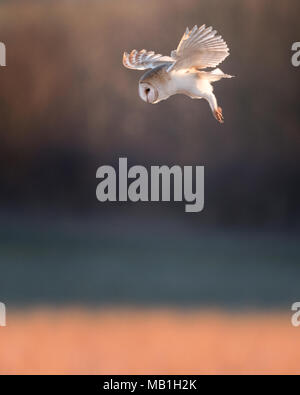 A wild barn owl hunts the grasslands of the yorkshire countryside. Stock Photo