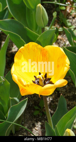 Tulip Golden Apeldoorn closeup 1. Stock Photo