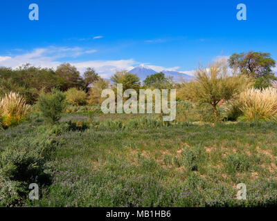 Field of alfalfa with Licancabur volcano in the distance, San Pedro de Atacama, Chile Stock Photo