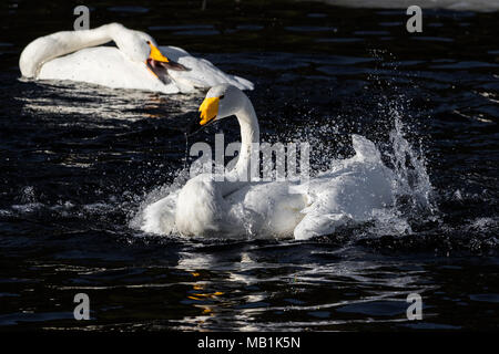 Whooper swans in a partly frozen lake in western Norway Stock Photo