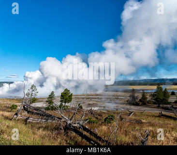Steam rising up off the ground from the geysers inYellowstone National Park. Fields with dead fallen trees and green pine trees, bright blue sky above. Stock Photo