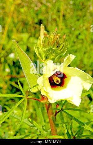 Okra  flower, Guarabira, Paraiba, Brazil Stock Photo