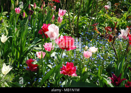 Spring flowers different types of tulips, parrot tulips, scarlet, pink and white Stock Photo