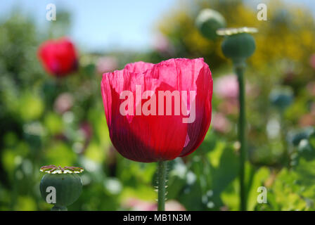 A close up picture of a scarlet/crimson poppy Stock Photo