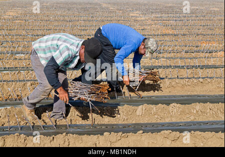 grafted waxed cuttings