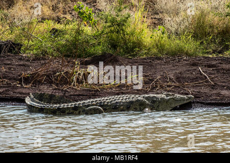 Crocodile basking in sun on Lake Chamo, Ethiopia. Stock Photo