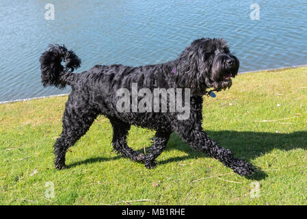Springerdoodle (English Springer Spaniel and Poodle mixed breed) dog running on grass by water in the UK. Stock Photo