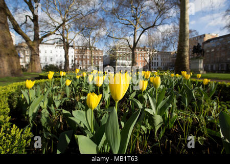 St James's Square, one of London's most prestigious garden squares in the exclusive St James's district of City of Westminster, London, England, UK Stock Photo