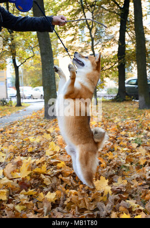 Dog shiba-inu on hind legs wants to take a stick from the hands of the owner Stock Photo