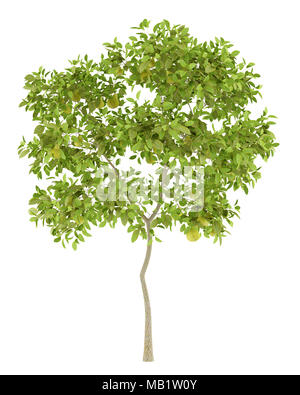 pear tree with pears isolated on white background. 3d illustration Stock Photo