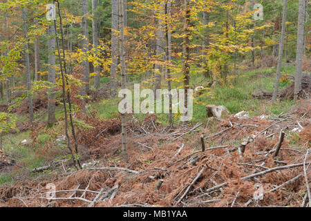 Cut Pine (Pinus sp.) branches and needles on forest floor, with Common Beech (Fagus sylvatica) mixed forest habitat, Tara National Park, Serbia, Octob