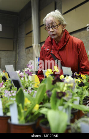 Royal Horticultural Halls, London, UK. 5th Apr, 2018. A woman looking at flower and plant displays at the RHS Orchid Show & Plant Fair, Royal Horticultural Halls, London, United Kingdom.  The event showcases spring plant displays as well as an abundance of exotic orchids and plants from all around the world.   There is also an opportunity at the show to see an exclusive preview of the RHS Chelsea Flower Show which opens on the 22 May. Credit: Michael Preston/Alamy Live News Stock Photo