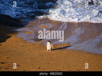 Yellow-eyed penguin coming ashore, Katiki Point Reserve, Moeraki, New Zealand Stock Photo