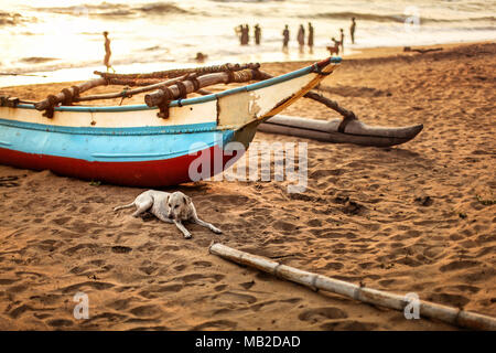 Stray dog laying on the beach sand, in front of fishing boat with blurred silhouettes of people playing in the sea in the background. Kalutara Beach,  Stock Photo