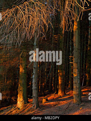 Trees in early morning sunlight, Clwydian Forest, Moel Famau, North Wales Stock Photo