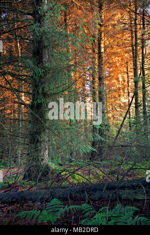 Trees in early morning sunlight, Clwydian Forest, Moel famau, North Wales Stock Photo