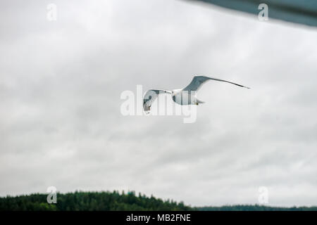 Black-headed gull in flight looks at the photographer Stock Photo