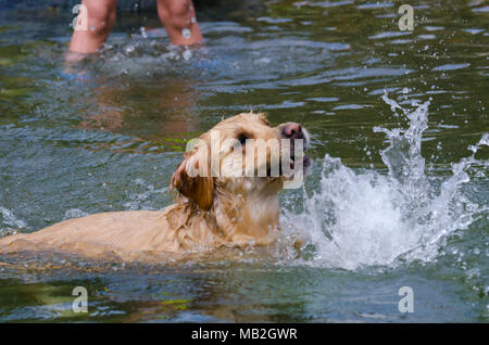 golden retriever running fast in the water of a lake Stock Photo