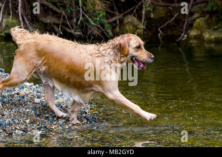 golden retriever running fast in the water of a lake Stock Photo