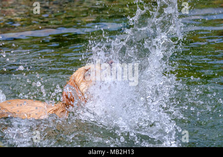 golden retriever running fast in the water of a lake Stock Photo