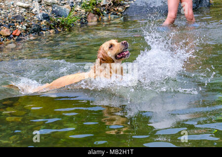 golden retriever running fast in the water of a lake Stock Photo