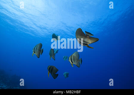school of Longfin batfish (Platax teira) swims in the blue water under surface Stock Photo