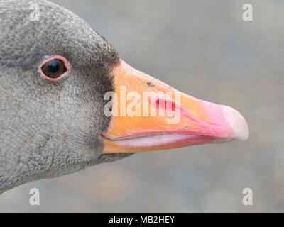 Greylag Goose Anser anser portrait of head North Norfolk February Stock Photo