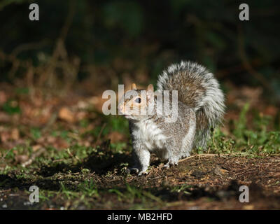 Grey Squirrel Sciurus carolinensis in woodland Norfolk winter Stock Photo