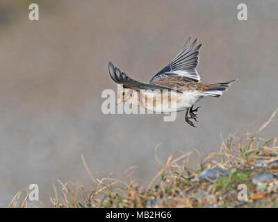 Snow Bunting Plectrophenax nivalis Salthouse North Norfolk winter Stock Photo