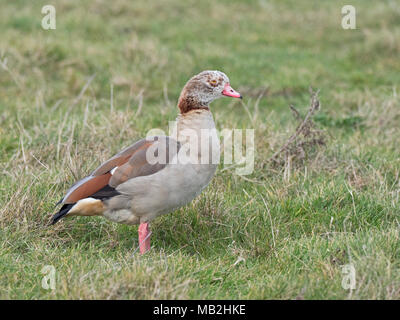 Egyptian Goose Alopochen aegyptiaca adult (grey type - has pale head and weaker mask on face) Salthouse Norfolk Stock Photo