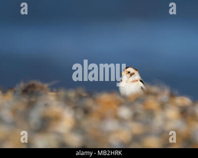 Snow Bunting Plectrophenax nivalis Salthouse North Norfolk winter Stock Photo