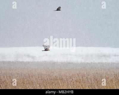 Marsh Harrier Circus aeruginosus in blizzard over reedbed on Cley Marshes NWT Reserve February Stock Photo