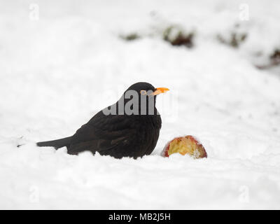 Blackbird Turdus merula male feeding on apple in garden in freezing weather with snow on the ground Norfolk Stock Photo