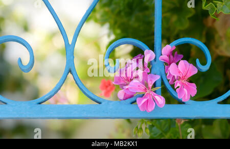 Close up detail of colorful pink flowers of a decorative pelargonium species grow out of a light blue wrought iron garden fence in Lesbos, Greece Stock Photo