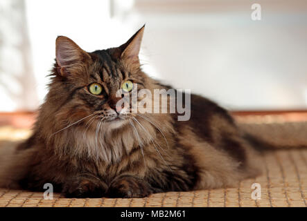 Young norwegian forest cat  female resting Stock Photo
