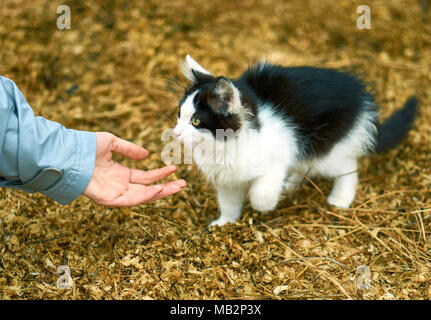 Female hand reaching for the paw of a cute small black and white cat on the farm, wooden shavings background Stock Photo