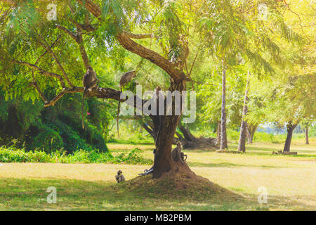 gray monkeys sitting on a tree in the jungle Stock Photo