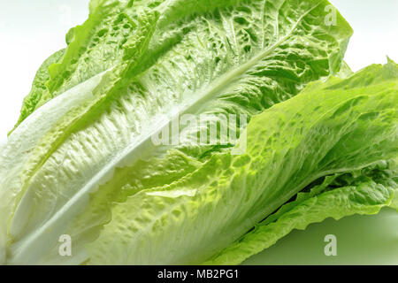 Fresh green Romain Lettuce isolated on a white background. Close up Stock Photo