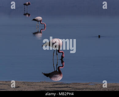 Flamingo at Salt lake Salar de Atacama, Atacama desert, northern Chile, South America. Stock Photo