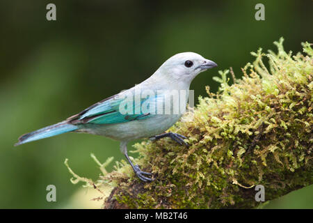 Blue-gray Tanager (Thraupis episcopes) perched on tree branch in tropical forest, Costa Rica Stock Photo