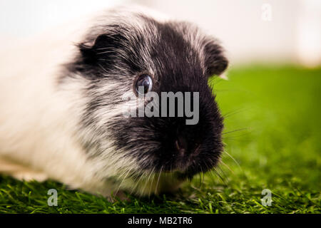 close-up of a small black and white guinea pig  or Cavia porcellus with black eyes on a green artificial grass Stock Photo