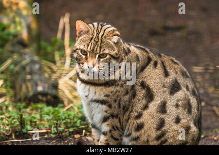 Small sales asian leopard