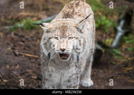 Lynx A A Short Tail Wild Cat With Characteristic Tufts Of Black Hair On The Tips Of The Ears Stock Photo Alamy