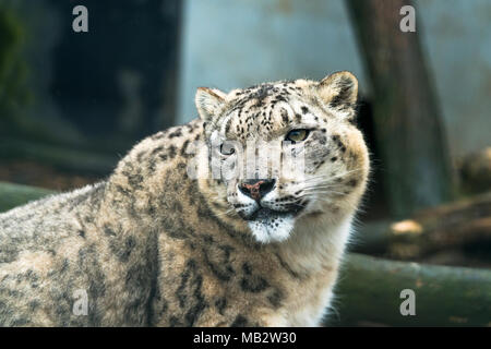 Snow leopard (Panthera uncia), a large cat native to the mountain ranges of Central and South Asia. Stock Photo