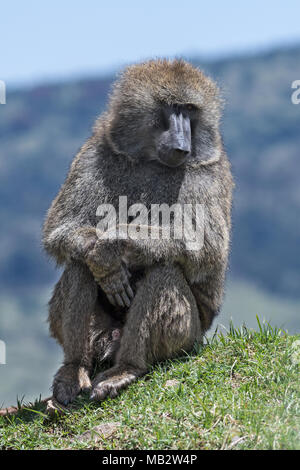 Olive Baboon (Papio Anubis), Bale mountains, Ethiopia Stock Photo